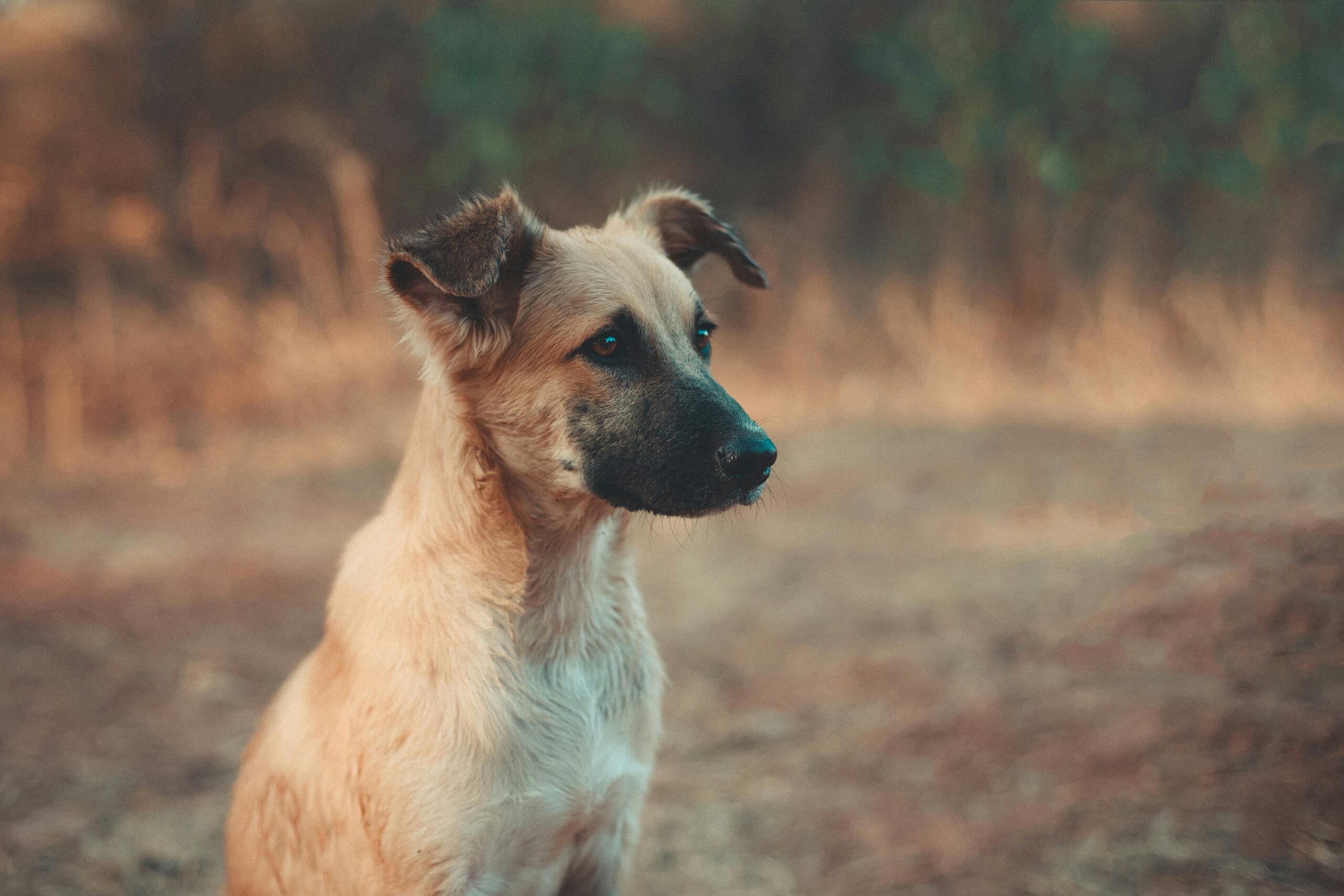 Charming portrait of a cute puppy sitting outdoors, showcasing its beautiful fur.